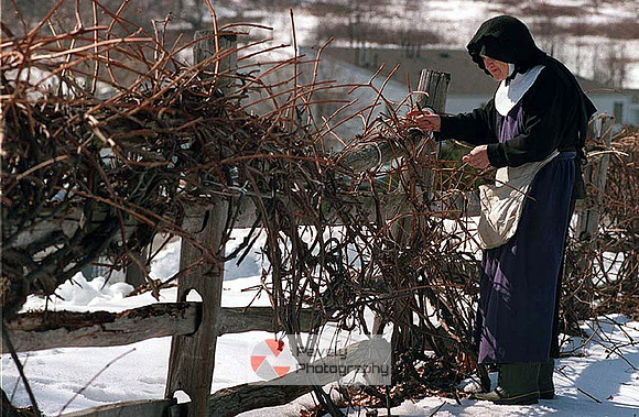De-Vine Nun while working for www.triblive.com