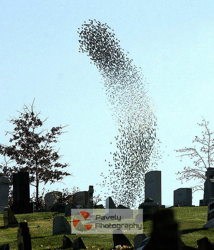 fe_pgpp_01birds.jpg