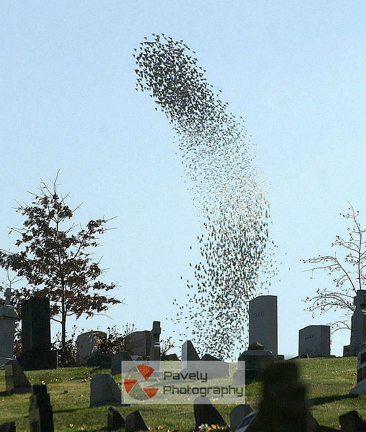 fe_pgpp_01birds.jpg