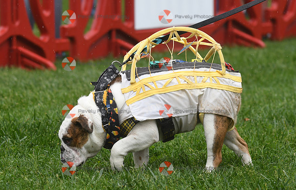 2025 P3R Pittsburgh Pet Walk
