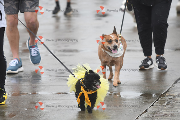 2025 P3R Pittsburgh Pet Walk